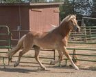 California Haflingers