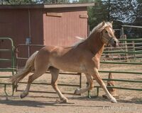 California Haflingers