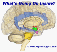 Center For Neuropsychology