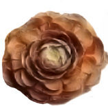 Cedar Rose Programs