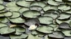 Flow Community Acupuncture