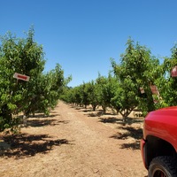 Serendipity u-pick farm