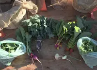 Oliview Farm